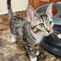 Thumbnail photo of Wren #3