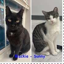 Thumbnail photo of Sunny #3