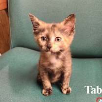 Thumbnail photo of Total Trio:  Tabitha #2