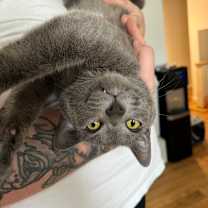 Thumbnail photo of Chi Chi #1