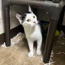 Thumbnail photo of Trinity #1