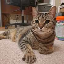 Thumbnail photo of Ziggy #1