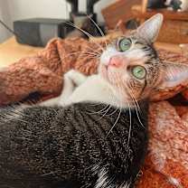 Thumbnail photo of ROBIN #1