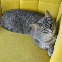 Thumbnail photo of Nessa Rose #1