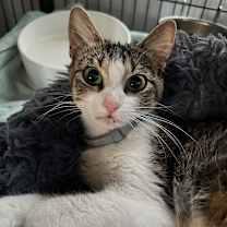 Thumbnail photo of ROBIN #2