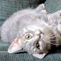 Thumbnail photo of Nessa Rose #2