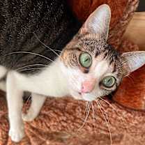 Thumbnail photo of ROBIN #3