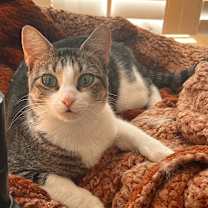 Thumbnail photo of ROBIN #4