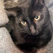 Thumbnail photo of Boo #3