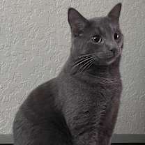 Thumbnail photo of Caveman #1