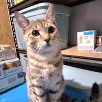 Thumbnail photo of Pesto #1