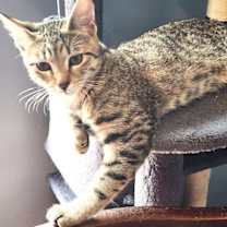 Thumbnail photo of Pesto #2