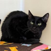 Thumbnail photo of Indie #1