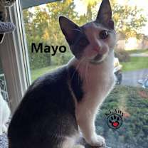 Thumbnail photo of Mayo #4