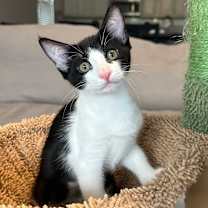 adopt a pet