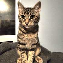 adopt-pet