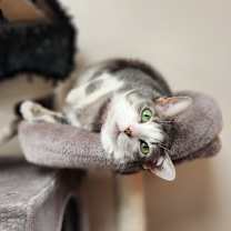 Thumbnail photo of BUFFY #2