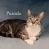 Thumbnail photo of Pascala #sophisticated-lady #1