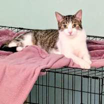 Thumbnail photo of Fidget #1