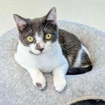 Thumbnail photo of Marigold #1