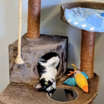 Thumbnail photo of Marigold #2