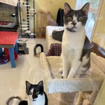 Thumbnail photo of Marigold #3