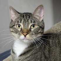 Thumbnail photo of Gabriel Maverick #1