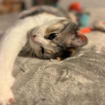 Thumbnail photo of Paloma #4