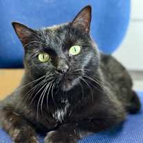 Thumbnail photo of Mochi #2