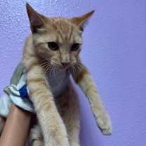 Thumbnail photo of 59586083 #2