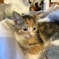 Thumbnail photo of Blondie #1