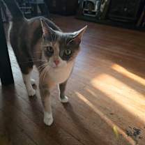 Thumbnail photo of Sparrow #1