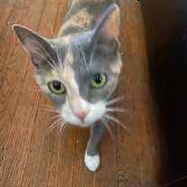 Thumbnail photo of Sparrow #2