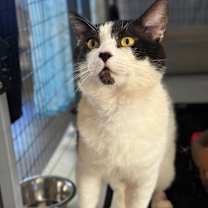 Thumbnail photo of Lover Boy #4