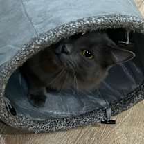 Thumbnail photo of Delilah #2