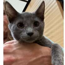 Thumbnail photo of Kalman #1