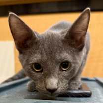 Thumbnail photo of Kalman #2