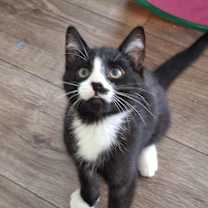 Thumbnail photo of Bandit (2) #1