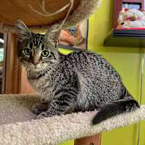 Thumbnail photo of Madrid #2