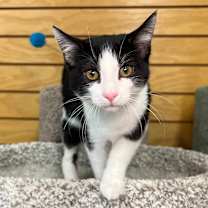 Thumbnail photo of Gio #1