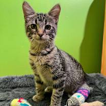 Thumbnail photo of Madrid #3