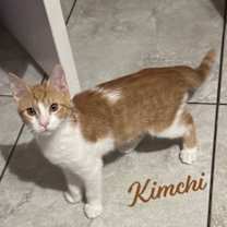 Thumbnail photo of Kimchi #bonded-to-Minu #1