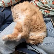 Thumbnail photo of Dreamsicle #3