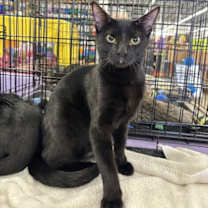 Thumbnail photo of Pepper #1