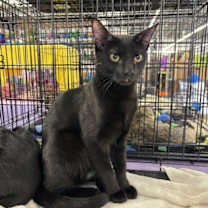 Thumbnail photo of Pepper #2