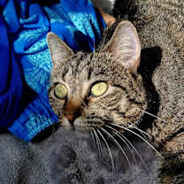 Thumbnail photo of Maggie Rose #1