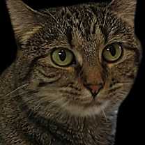 Thumbnail photo of Maggie Rose #4