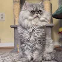 Thumbnail photo of Stormi #3