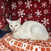 Thumbnail photo of Centaurus Oritz 2409 #2