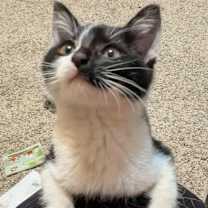 Thumbnail photo of Frankenstein #3